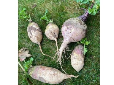 ROPĖS - Ropių sėklos sodinimui laukuose medžioklei, 1 kg (kilmė Suomija) ROPĖS - Ropių sėklos sodinimui laukuose medžioklei, 1 kg (kilmė Suomija)