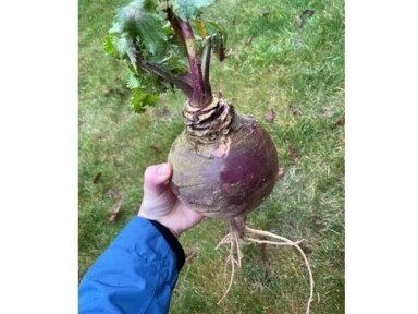 ROPĖS - Ropių sėklos sodinimui laukuose medžioklei, 1 kg (kilmė Suomija) ROPĖS - Ropių sėklos sodinimui laukuose medžioklei, 1 kg (kilmė Suomija)